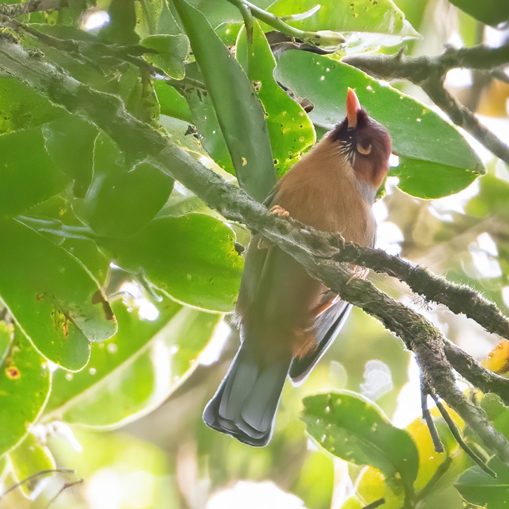 'Meratus Laughingthrush', Meratus Mountains