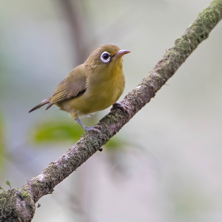 Meratus White-eye perched on a mossy branch, Meratus Mountains