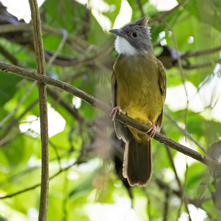 meratusensis Penan Bulbul perched on a branch, Meratus Mountains