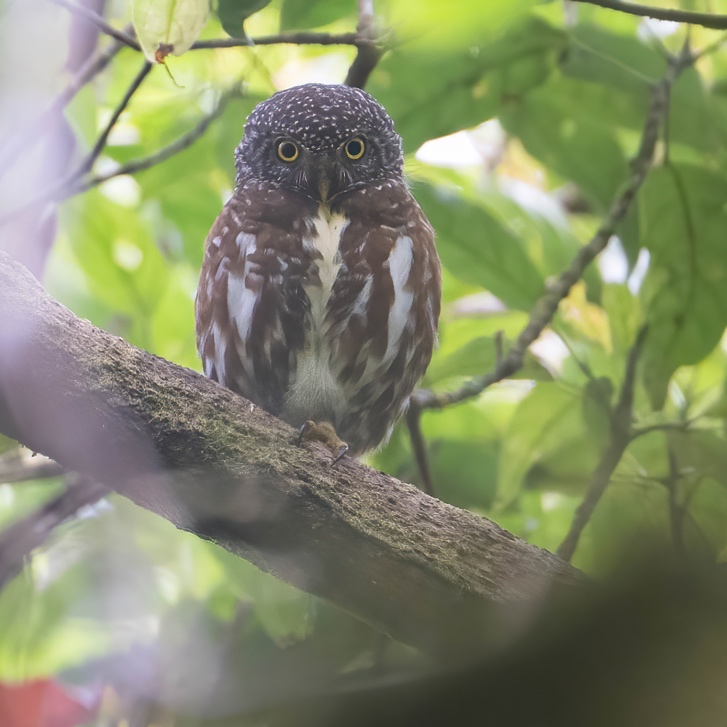 Sunda Owlet perched in daylight, Meratus Mountains