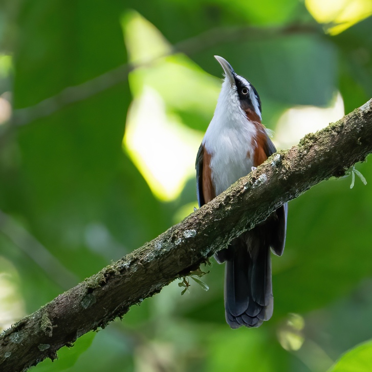 Sunda Scimitar-Babbler on the forest floor, Meratus Mountains