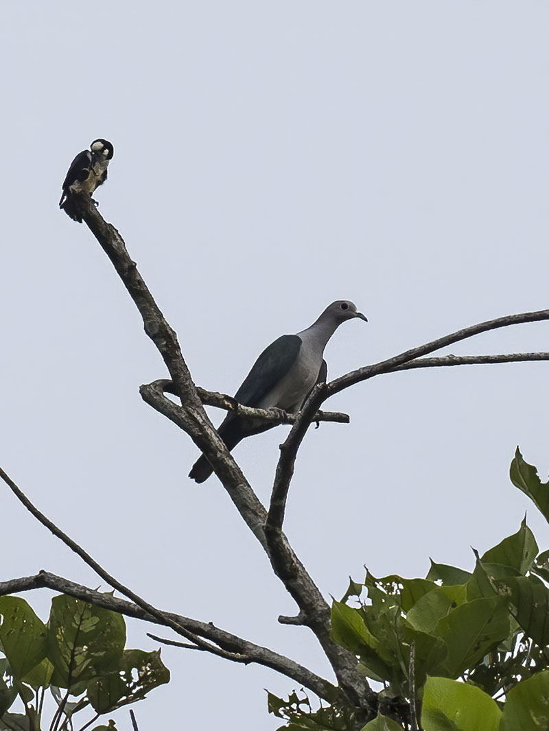 Bare-headed Laughingthrush