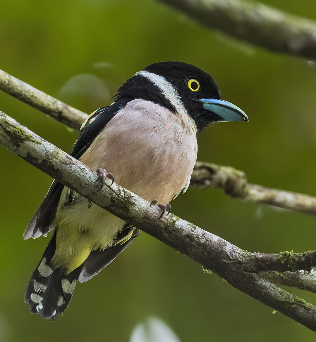 Black-and-yellow Broadbill