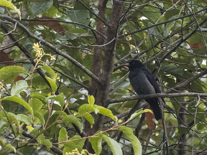 Female Black Oriole, Sarawak