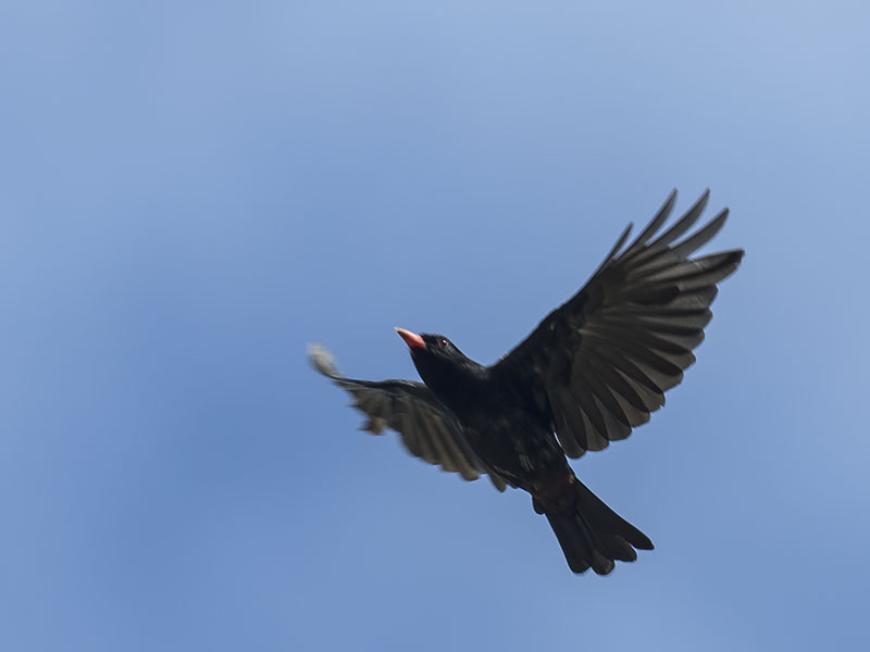 Male Black Oriole