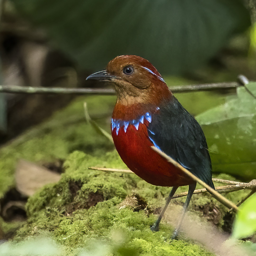 Blue-banded Pitta on the forest floor, Sarawak