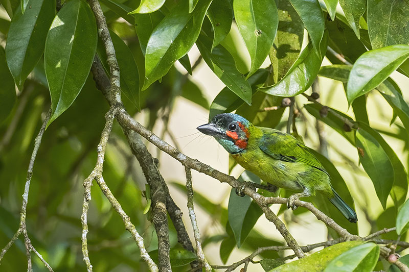 Blue-eared Barbet