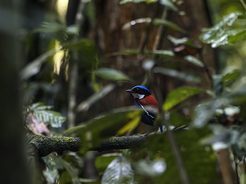Blue-headed Pitta, Danum Valley