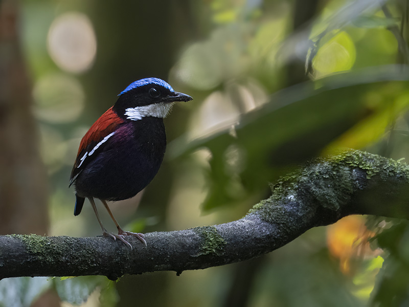 Blue-headed Pitta perched on a mossy branch, Danum Valley