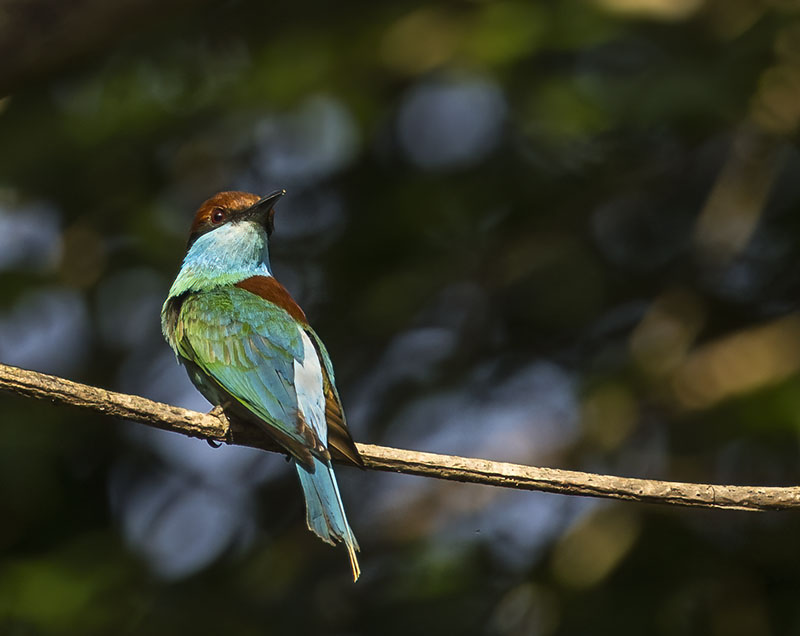 Blue-throated Bee-eater