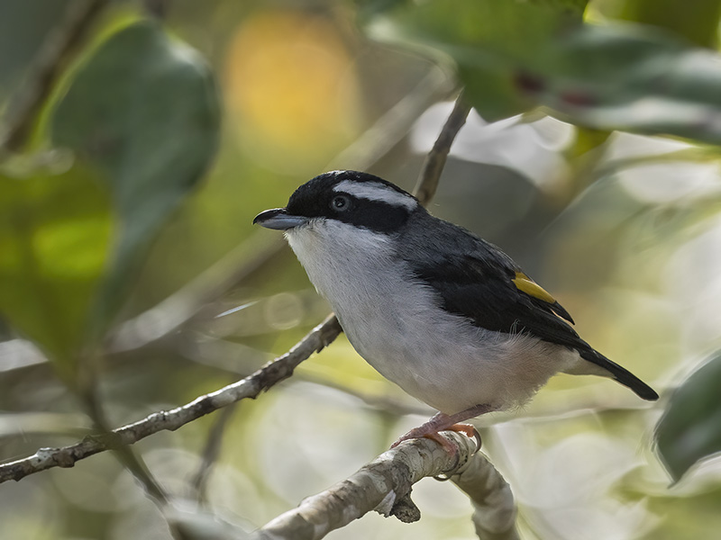Blyth's Shrike-Babbler
