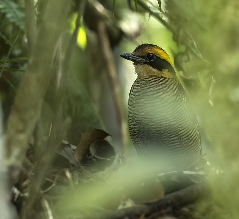 Bornean Banded Pitta