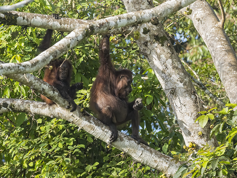 Female Bornean Orangutan with juvenile feeding in a fruiting tree, Danum Valley