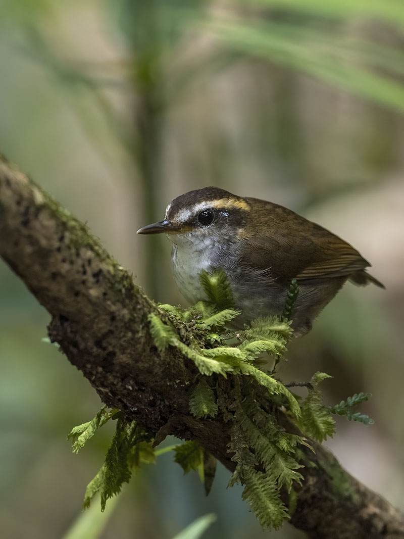 Bornean Stubtail, Kinabalu National Park