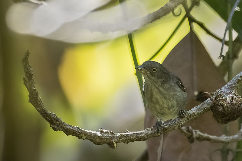 Brown-backed Flowerpecker, Klias Peat Swamp Forest