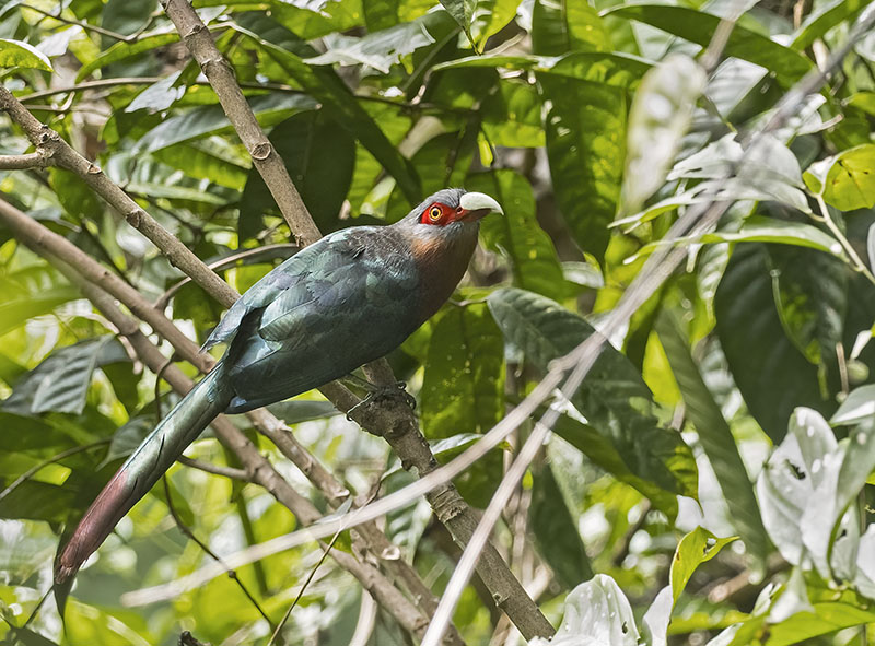 Chestnut-breasted Malkoha