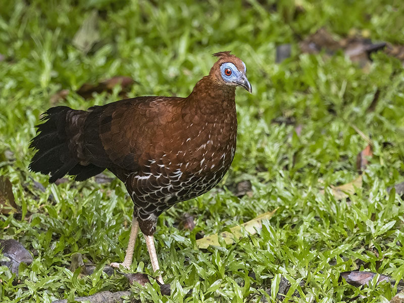 Female Crested Fireback