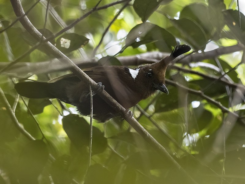 Crested Shrikejay