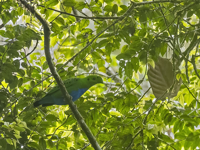 Male Hose's Broadbill perched in forest, Sarawak