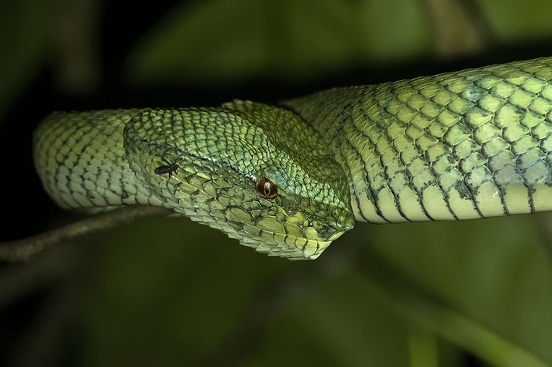 North Philippine Temple Pitviper