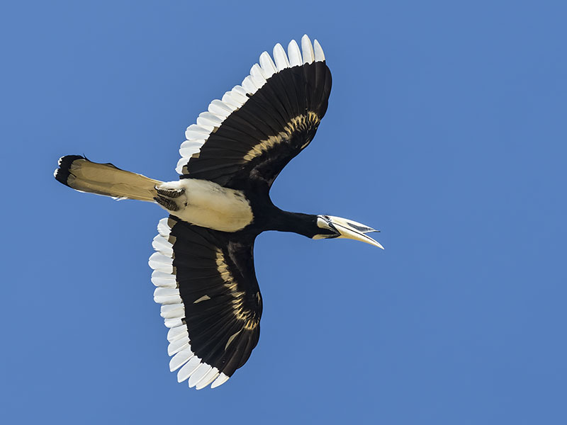 Oriental Pied-Hornbill in flight, Kinabatangan River