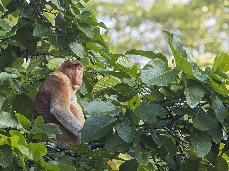 Male Proboscis Monkey in the canopy, Kinabatangan River