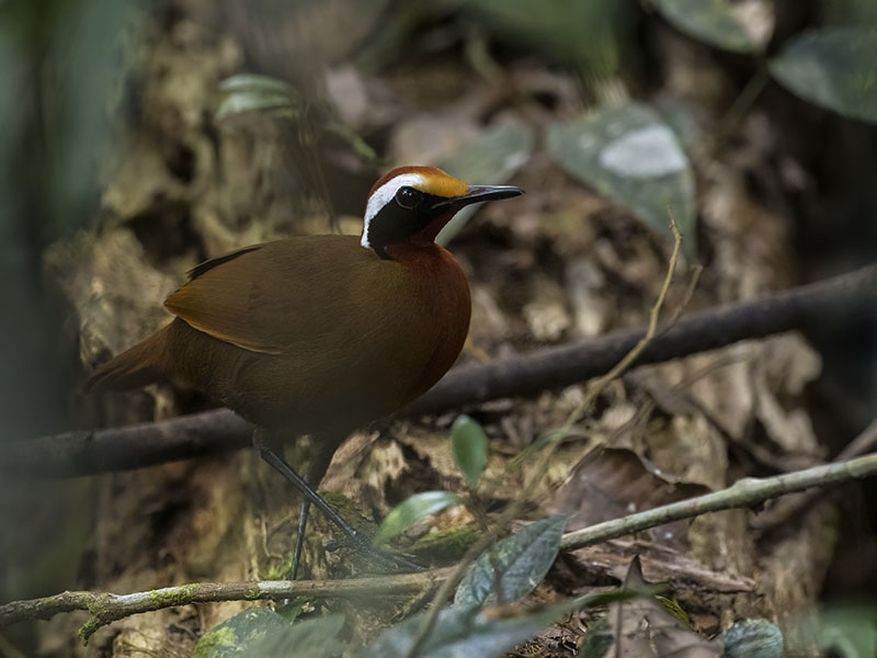 Malaysian Rail-babbler on the forest floor, Sarawak