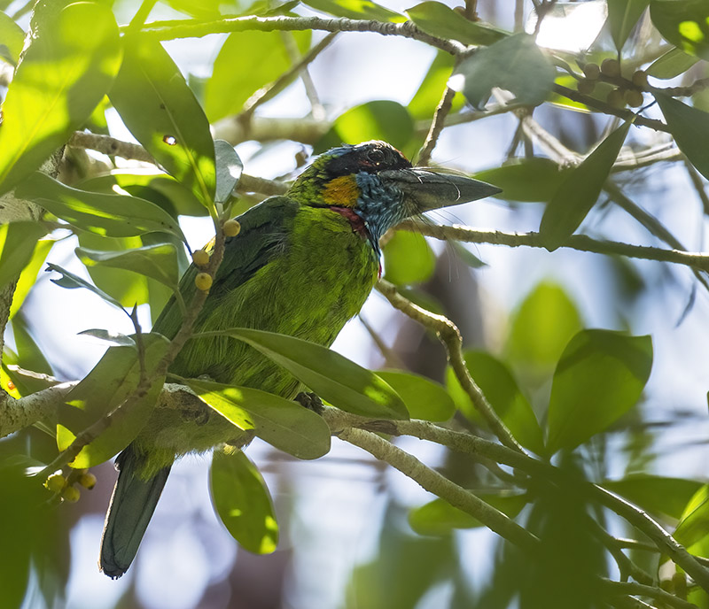 Red-crowned Barbet