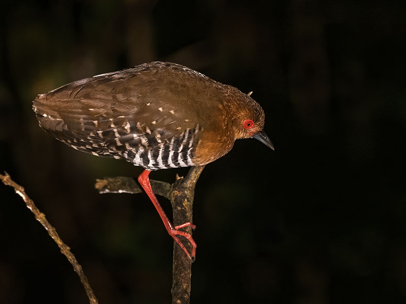 Red-legged Crake on a night drive, Danum Valley