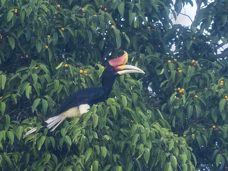 Rhinoceros Hornbill