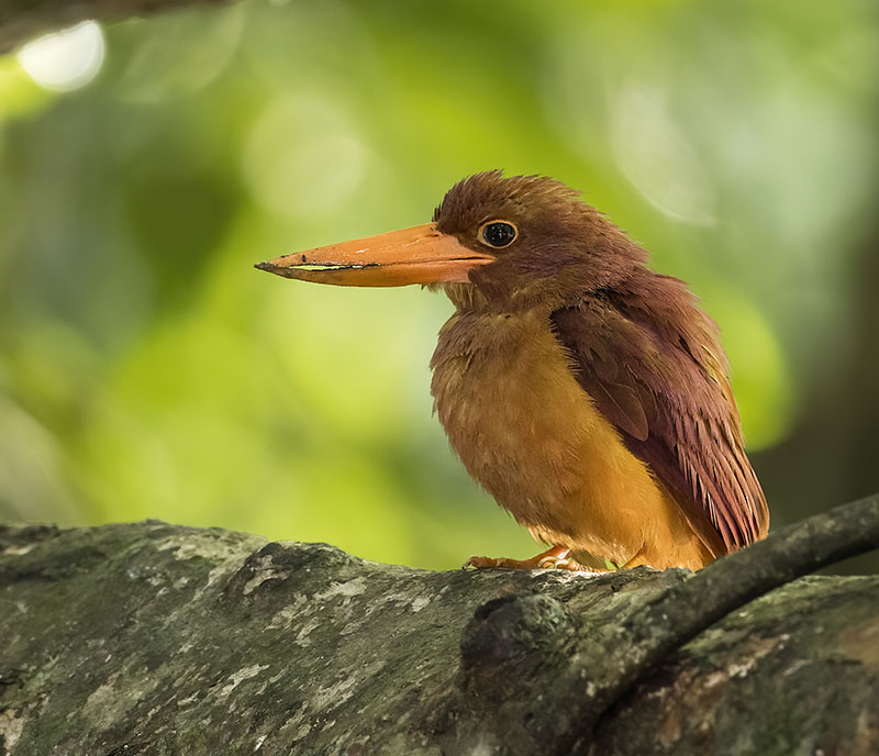 Ruddy Kingfisher, Kinabatangan River