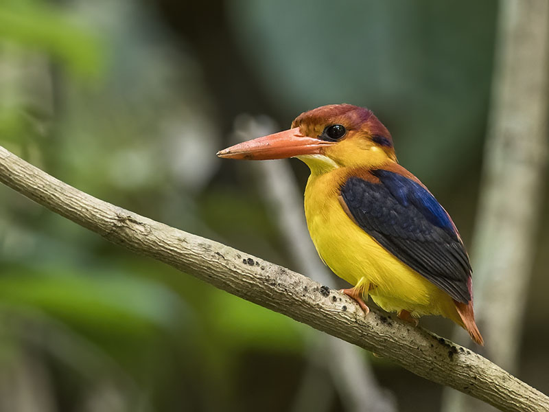 Rufous-backed Dwarf-Kingfisher perched on a thin branch, Sepilok