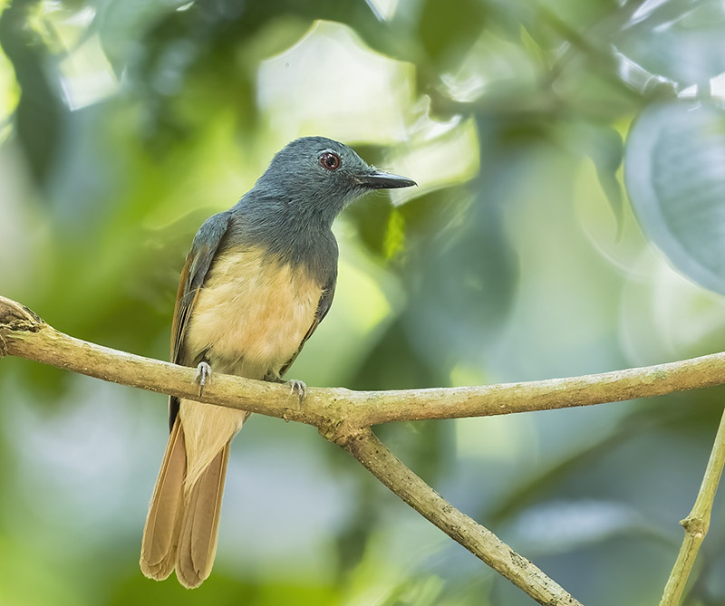 Rufous-winged Philentoma