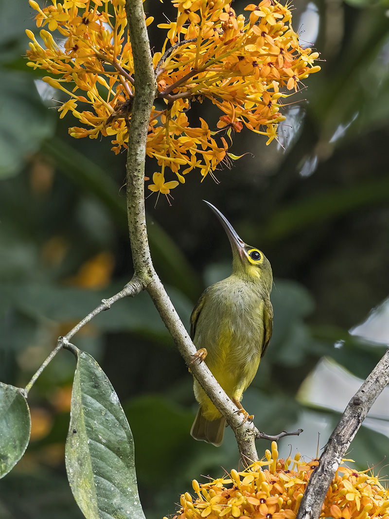 Spectacled Spiderhunter