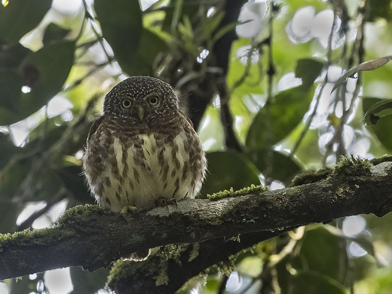 Sunda Owlet