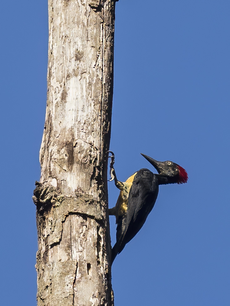 White-bellied Woodpecker
