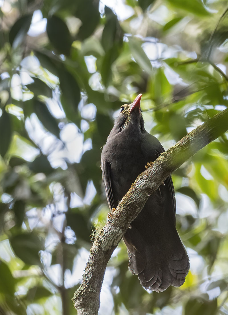 White-fronted Falconet next to a Green Imperial-Pigeon
