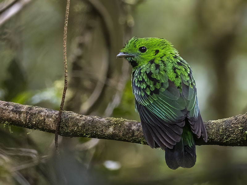Whitehead's Broadbill, Kinabalu National Park