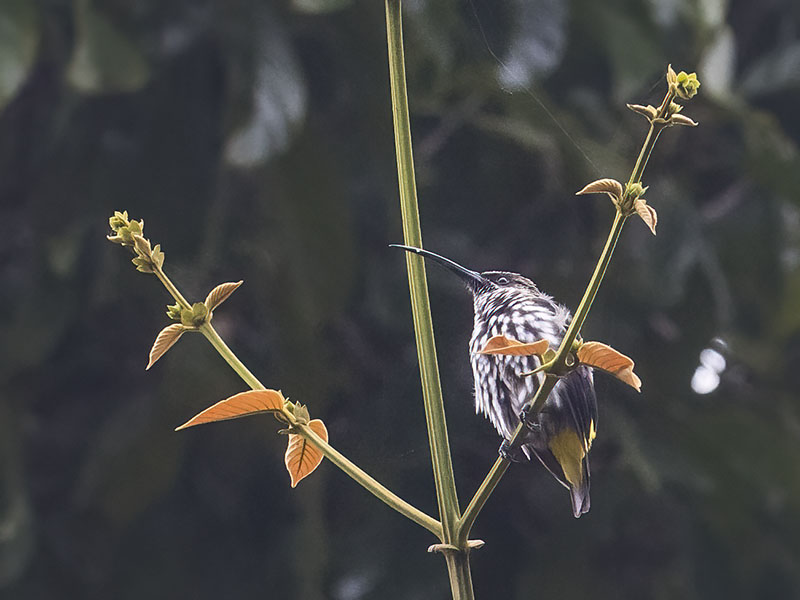 Whitehead's Spiderhunter, Kinabalu National Park