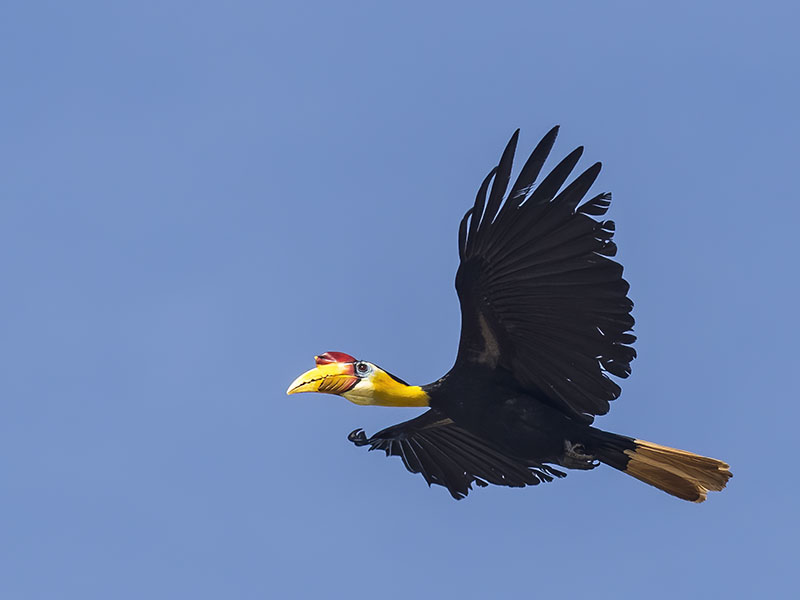 Male Wrinkled Hornbill perched on a bare branch, Kinabatangan River