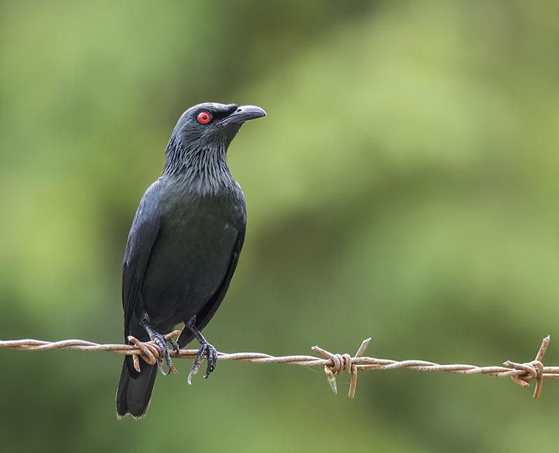 Asian Glossy Starling
