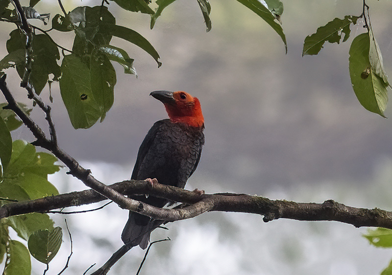 Bornean Bristlehead perched on a branch, Danum Valley