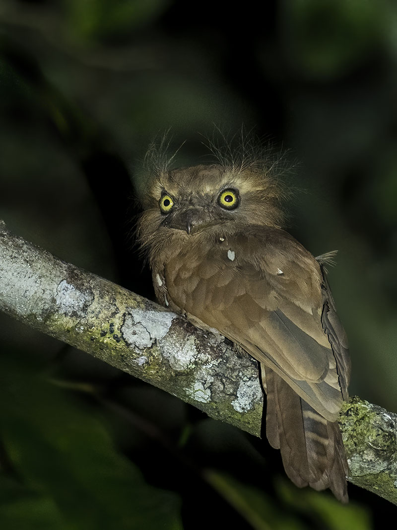 Bornean Frogmouth, Sarawak