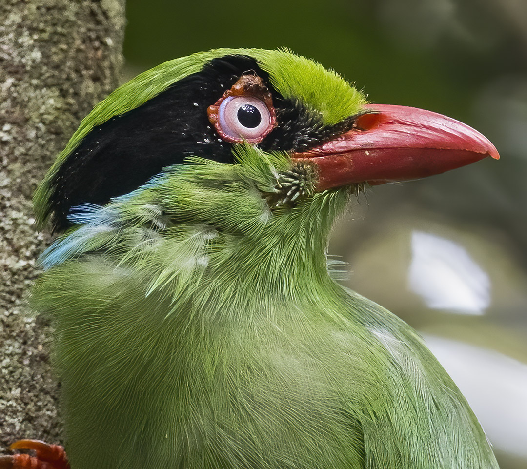 Bornean Green-Magpie
