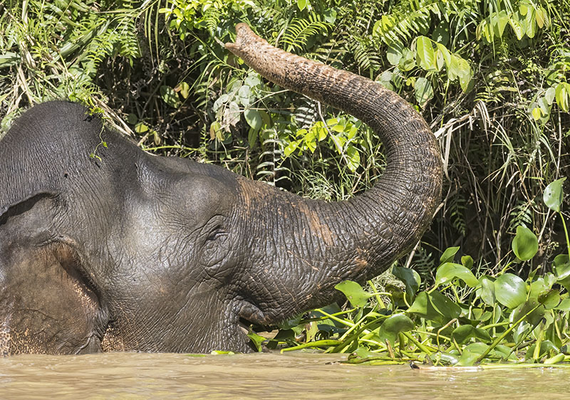 Bornean Pygmy Elephant bathing, trunk raised, Kinabatangan River