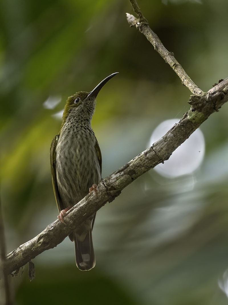 Bornean Spiderhunter