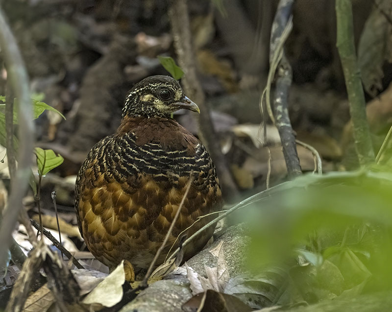 Chestnut-necklaced Partridge on the forest floor, Danum Valley