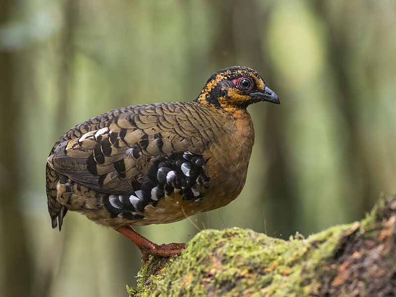 Crimson-headed and Red-breasted Partridges at a photography stakeout, Kinabalu National Park