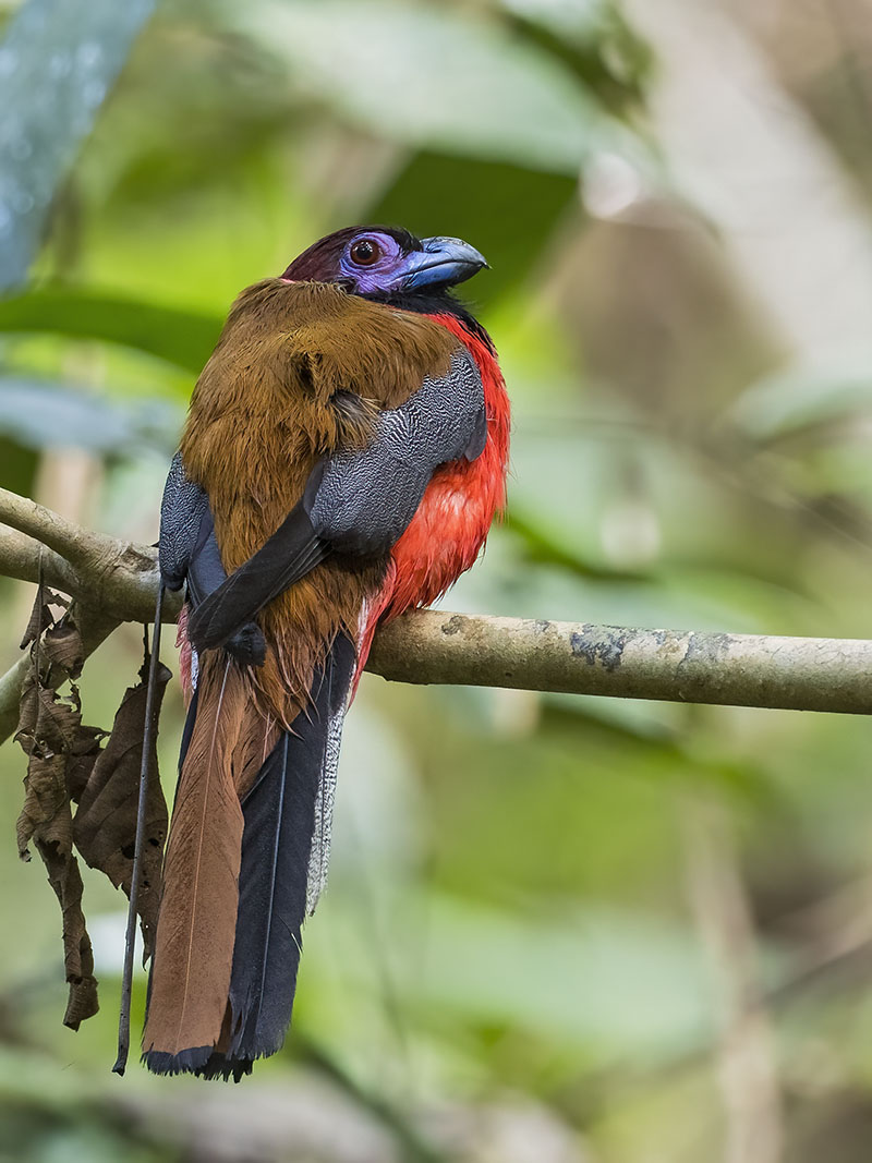 Diard's Trogon