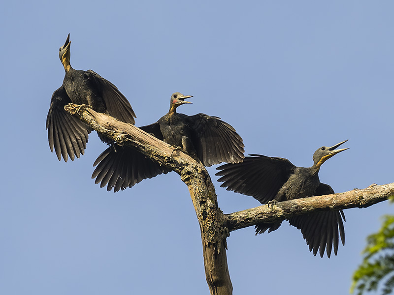 Great Slaty Woodpecker on a dead tree, Kinabatangan tributary